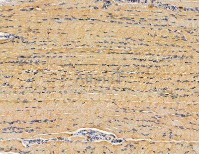 ANGPTL5 Antibody - DF9211 at 1/100 staining rat muscle tissue by IHC-P.