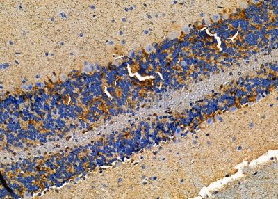 CGRRF1 Antibody - DF9357 at 1/100 staining mouse brain tissue by IHC-P.