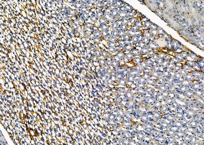 CLCNKB Antibody - DF9376 at 1/100 staining mouse kidney tissue by IHC-P.