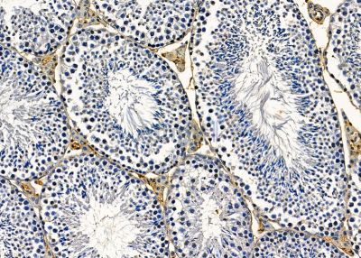DNAL4 Antibody - DF9470 at 1/100 staining mouse testis tissue by IHC-P.