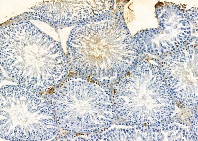 MARCH7 Antibody - DF9483 at 1/100 staining rat testis tissue by IHC-P.