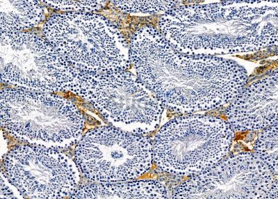GIMAP7 Antibody - DF9547 at 1/100 staining mouse testis tissue by IHC-P.
