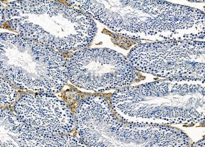 VPREB1 Antibody - DF9594 at 1/100 staining mouse testis tissue by IHC-P.