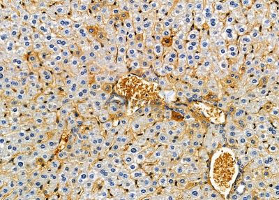 NDUFB5 Antibody - DF9664 at 1/100 staining mouse liver tissue by IHC-P.