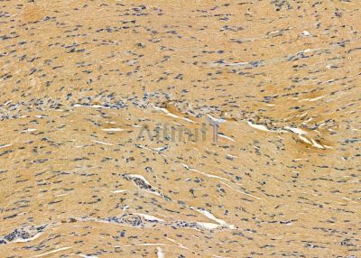 NDUFB7 Antibody - DF9665 at 1/100 staining rat muscle tissue by IHC-P.