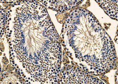 NGRN Antibody - DF9680 at 1/100 staining mouse testis tissue by IHC-P.
