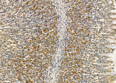 NGRN Antibody - DF9680 at 1/100 staining rat stomach tissue by IHC-P.