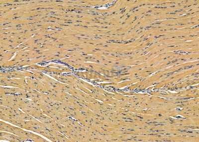 NGRN Antibody - DF9680 at 1/100 staining rat muscle tissue by IHC-P.
