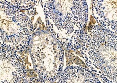 NRSN2 Antibody - DF9681 at 1/100 staining mouse testis tissue by IHC-P.
