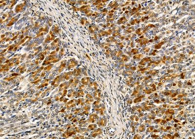 NBPF6 Antibody - DF9685 at 1/100 staining rat stomach tissue by IHC-P.