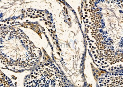 TNP2 Antibody - DF9713 at 1/100 staining mouse testis tissue by IHC-P.