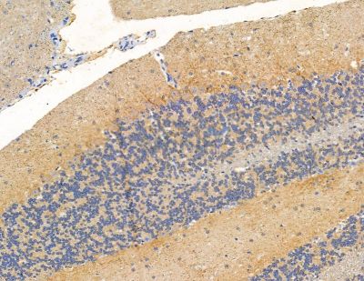 RASA4 Antibody - DF9805 at 1/100 staining mouse brain tissue by IHC-P.