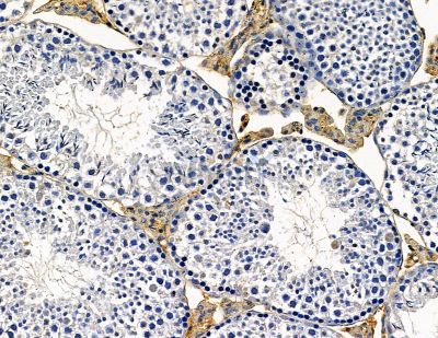RERG Antibody - DF9811 at 1/100 staining mouse testis tissue by IHC-P.