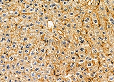 RERG Antibody - DF9811 at 1/100 staining mouse skin tissue by IHC-P.