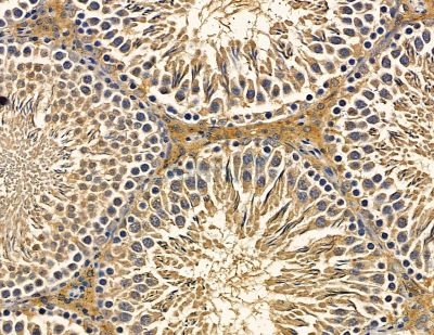 RFPL4B Antibody - DF9851 at 1/100 staining rat testis tissue by IHC-P.