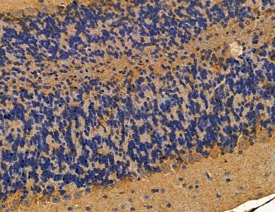 RHG20 Antibody - DF9856 at 1/100 staining mouse brain tissue by IHC-P.
