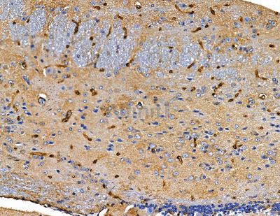 RPAP3 Antibody - DF9875 at 1/100 staining mouse brain tissue by IHC-P.