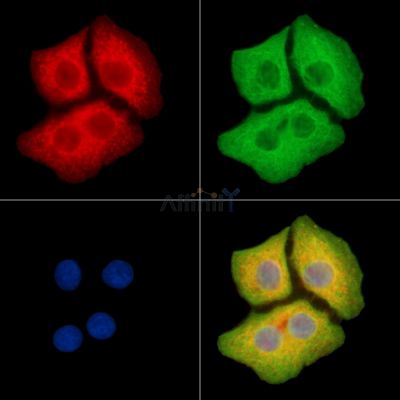 STK25 Antibody - DF9883 staining Hela cells by IF/ICC.