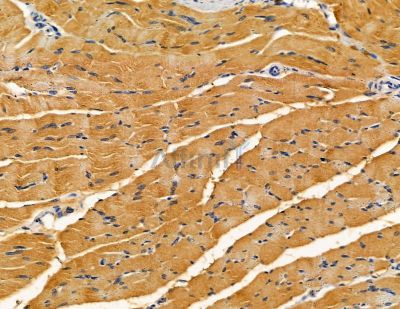 SLC10A4 Antibody - DF9931 at 1/100 staining rat muscle tissue by IHC-P.