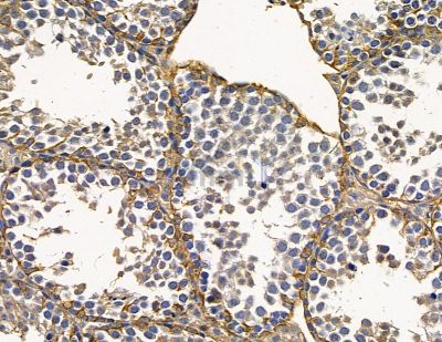 NFATc2IP Antibody - AF9128 at 1/100 staining mouse testis tissue by IHC-P.