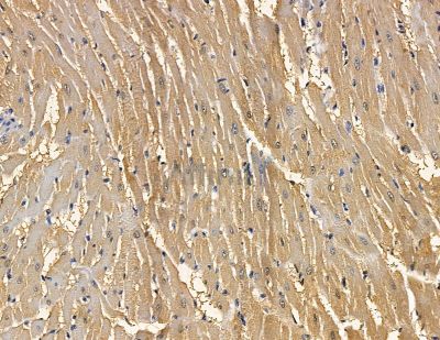 NPTN Antibody - DF13829 at 1/100 staining rat heart tissue by IHC-P.