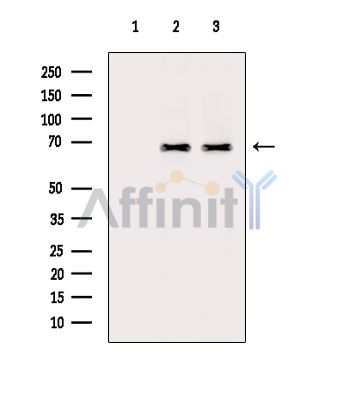 MSL1 Antibody - Western blot analysis of extracts from various samples, using MSL1 Antibody.