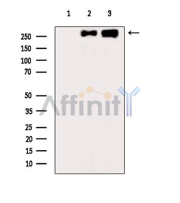 DNAH7 Antibody - Western blot analysis of extracts from various samples, using DNAH7 Antibody.