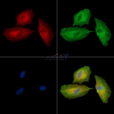 DNAH7 Antibody - DF13892 staining A549 cells by IF/ICC.