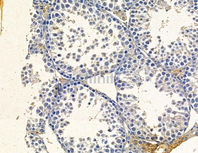 SEC24B Antibody - DF13897 at 1/100 staining mouse testis tissue by IHC-P.