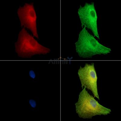 SEC24B Antibody - DF13897 staining A549 cells by IF/ICC.