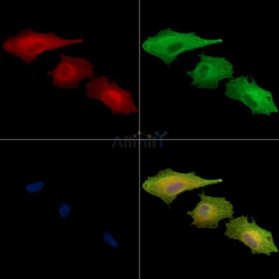 PLEKHG5 Antibody - DF13904 staining A549 cells by IF/ICC.