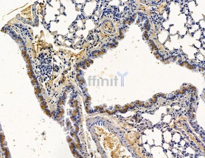 OBP2A Antibody - DF13905 at 1/100 staining mouse lung tissue by IHC-P.