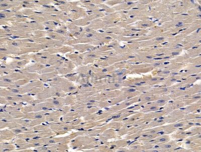 G6PC3 Antibody - DF13907 at 1/100 staining rat heart tissue by IHC-P.