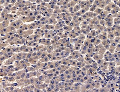 PACE4 Antibody - DF13912 at 1/100 staining rat heart tissue by IHC-P.