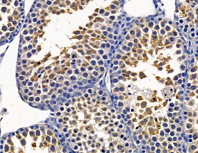 TMEM126A Antibody - DF13916 at 1/100 staining mouse testis tissue by IHC-P.