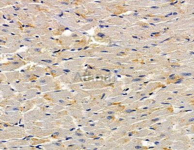 OTULIN Antibody - DF13917 at 1/100 staining rat heart tissue by IHC-P.