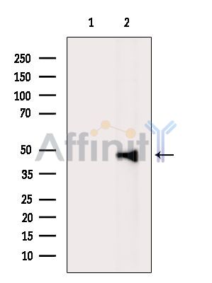 BRF2 Antibody - Western blot analysis of extracts from HepG2 cells(heat-shock treatment), using BRF2 Antibody.