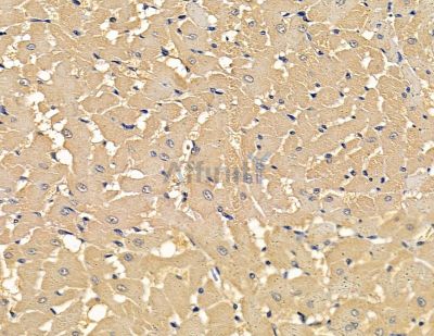 FMNL1 Antibody - DF13938 at 1/100 staining rat heart tissue by IHC-P.