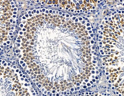 ZNF555 Antibody - DF13957 at 1/100 staining rat testis tissue by IHC-P.