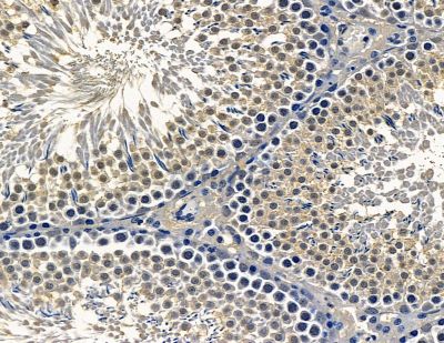 TFIIF Antibody - DF13977 at 1/100 staining rat testis tissue by IHC-P.