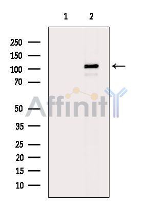 DPP8 Antibody - Western blot analysis of extracts from Mouse brain, using DPP8 Antibody.