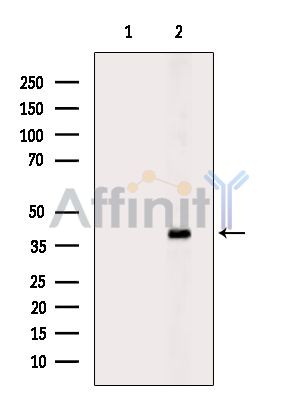 CLIC5 Antibody - Western blot analysis of extracts from Mouse brain, using CLIC5 Antibody.