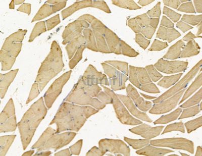 DHX29 Antibody - DF14056 at 1/100 staining mouse muscle tissue by IHC-P.