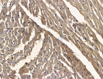 Lambda Light chain Antibody - DF14068 at 1/100 staining rat heart tissue by IHC-P.