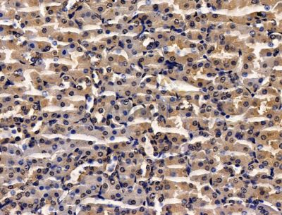 SOX13 Antibody - DF14148 at 1/100 staining mouse kidney tissue by IHC-P.