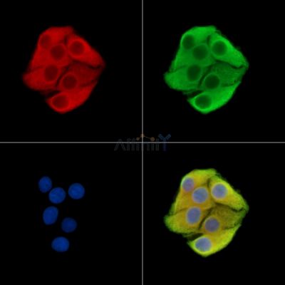 TSPAN33 Antibody - DF14701 staining Hela cells by IF/ICC.