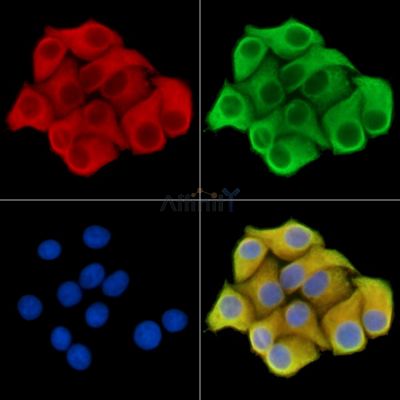 SHPRH Antibody - DF14707 staining Hela cells by IF/ICC.