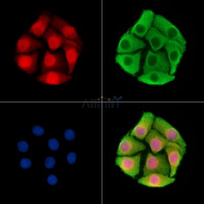 PWWP2A Antibody - DF14718 staining Hela cells by IF/ICC.