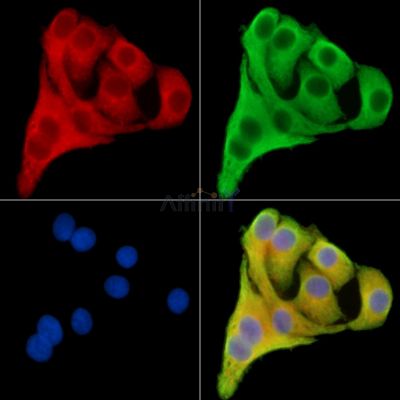 LRRN3 Antibody - DF14729 staining Hela cells by IF/ICC.