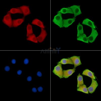 B4GALNT3 Antibody - DF14732 staining Hela cells by IF/ICC.